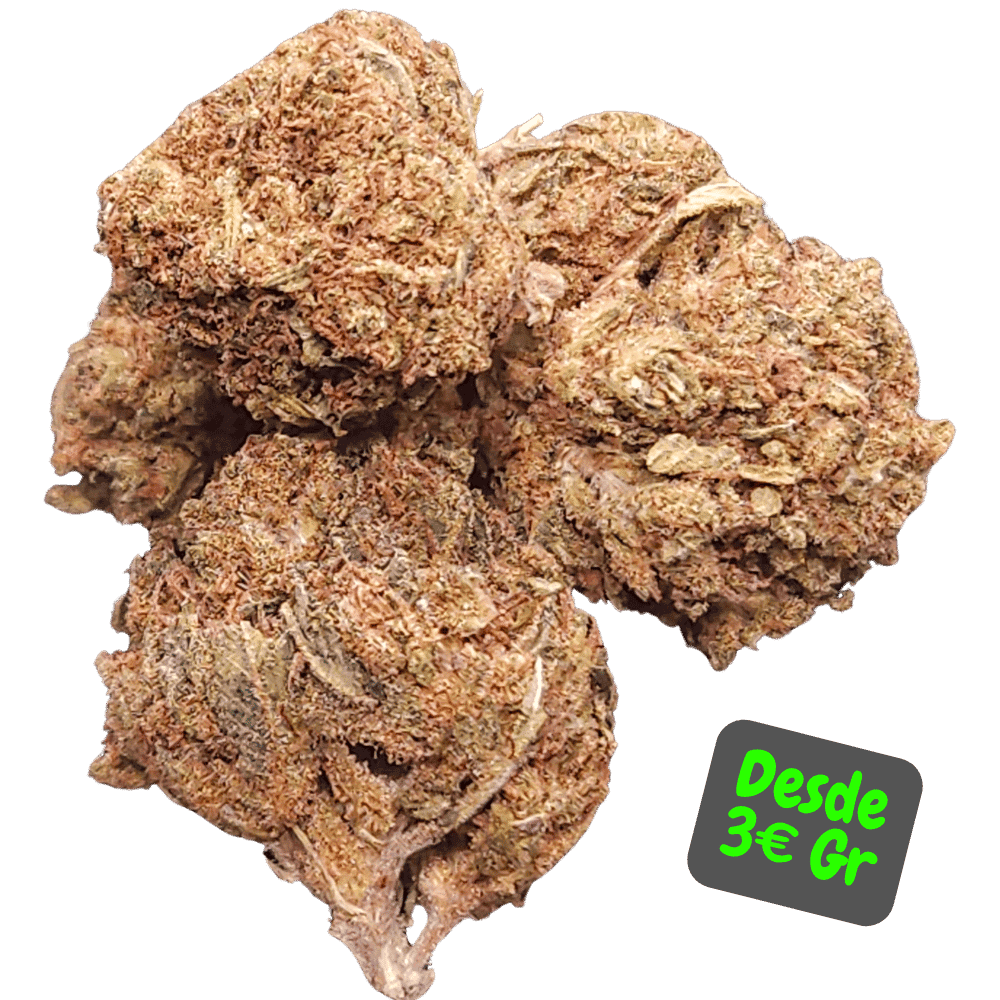 Exquisitas Flores CBD Banana Kush, destacando su belleza visual y su fragancia afrutada para una decoración natural y aromática.