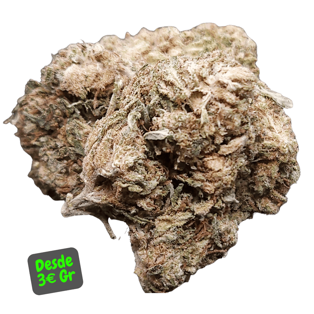 Flores CBD Plutonium de Alex Blond, flores de cáñamo intensas y relajantes.
