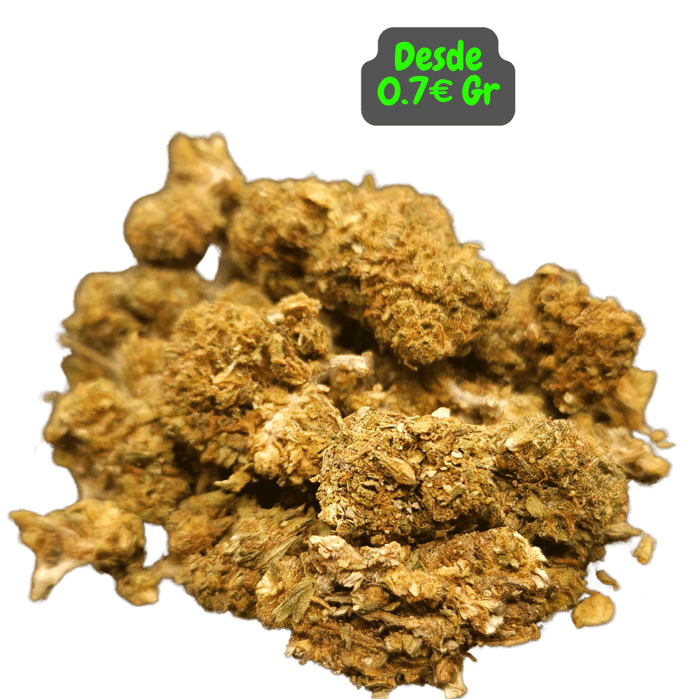 CBD Small Bud Royal Cheese de Alex Blond, pequeñas flores de cáñamo intensas y relajantes.