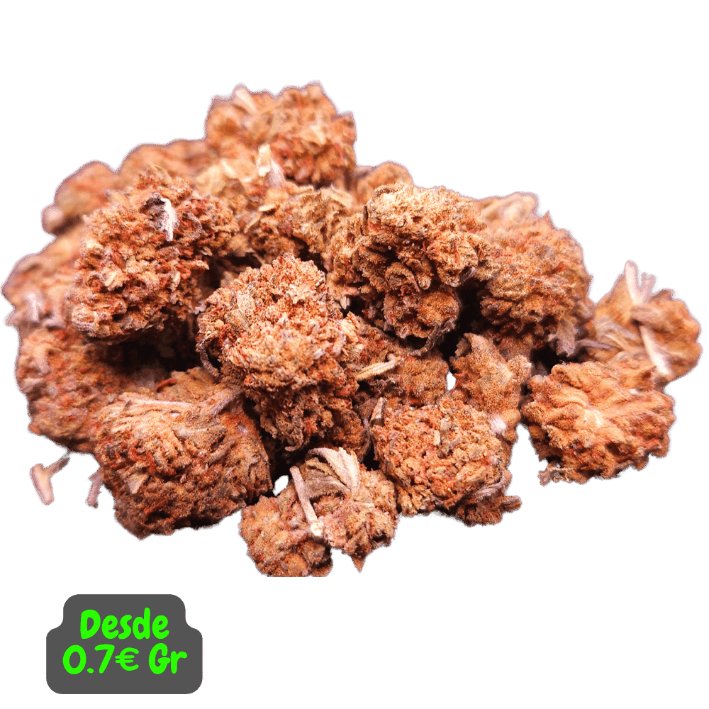 CBD Small Bud DreamBerry de Alex Blond en primer plano, resaltando su apariencia y calidad premium.