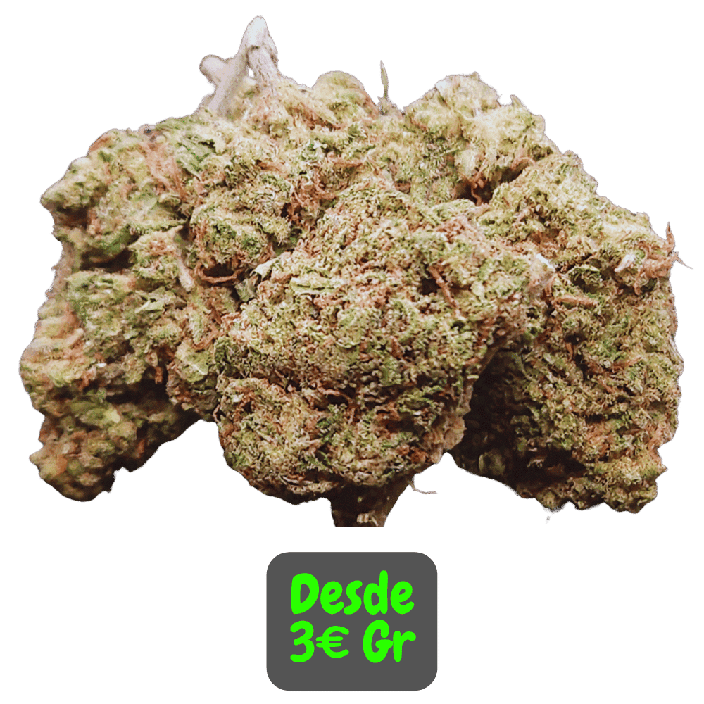 Flores CBD Jack Herer en primer plano, destacando su calidad y apariencia.