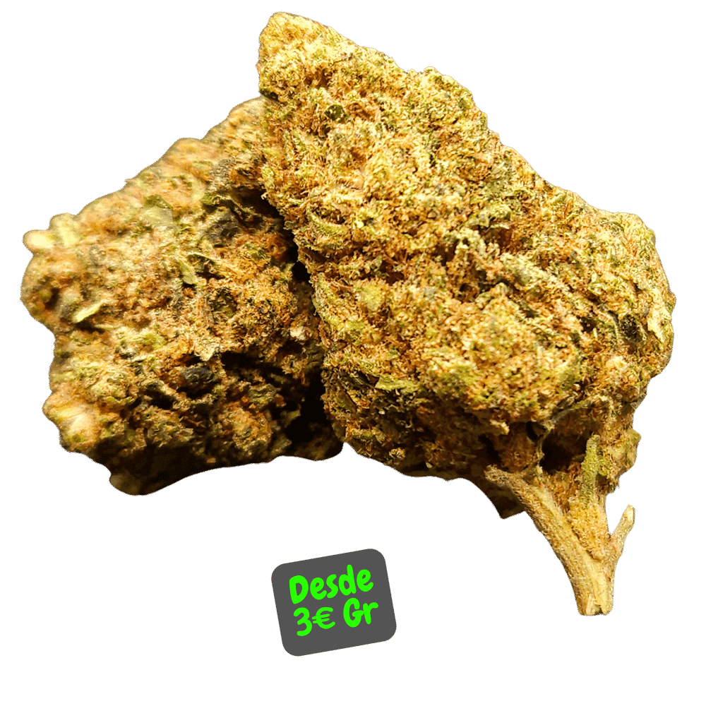 Flores CBD OG Rollex de Alex Blond, flores de cáñamo con notas terrosas y cítricas.