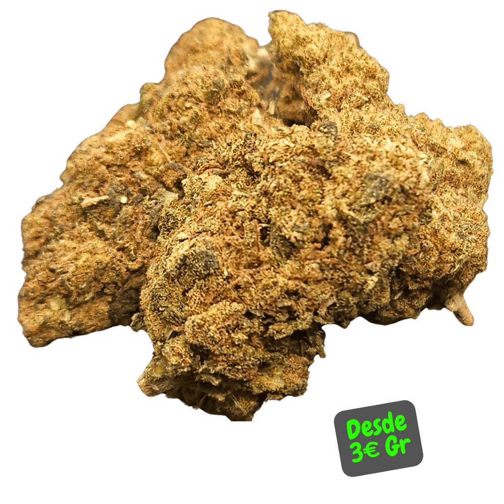 Flores CBD Royal Cheese de Alex Blond, flores de cáñamo intensas y terrosas.